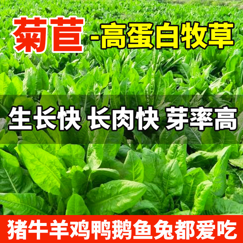 大叶菊苣草种籽鸡鸭鹅吃的草喂羊牛兔猪菜种子多年生四季牧草种孑