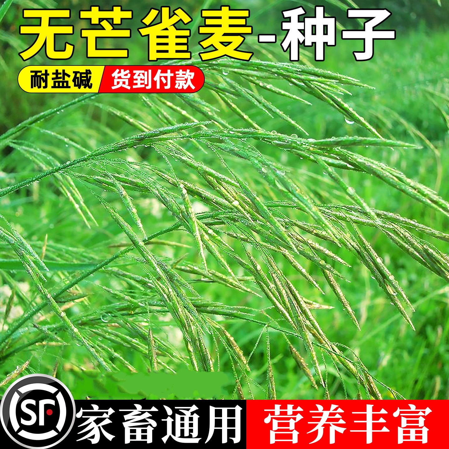老芒麦草籽无芒雀麦种子碱茅草紫羊茅红豆草芨芨草老芒麦绿化耐寒