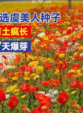 虞美人花种混色冰岛虞美人种子阳台庭院花种籽子四季播种见土就活