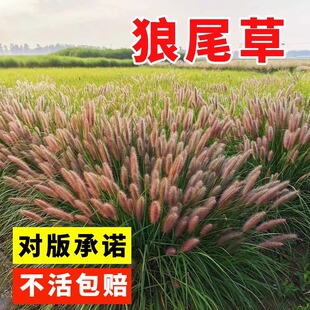 观赏狼尾草种子紫穗狼尾草种籽牧草盆栽绿化公园道路河堤护坡草籽