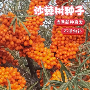 沙棘种子大果小果 带刺沙棘果树种子 沙枣树醋柳黄木种籽防风固沙
