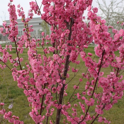 新采榆叶梅种子重瓣鸾枝绿化