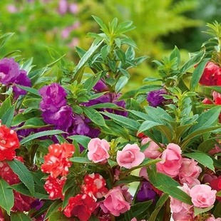 凤仙花种子阳台盆栽室内学生实验四季易种花草指甲花种籽