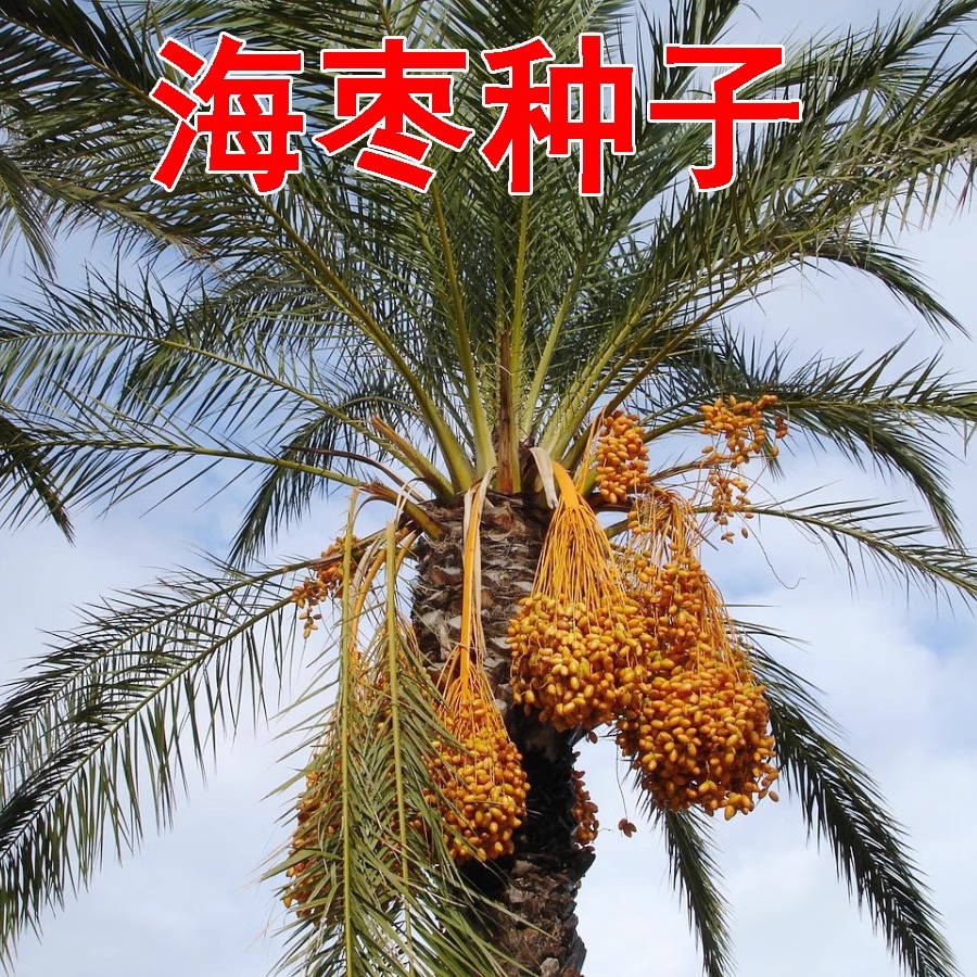 加拿利海枣树种子刺葵槟榔竹种孑手链饰品用种籽树种子海枣种籽