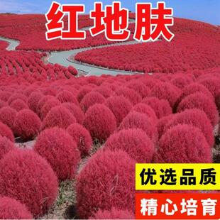 红地肤种子绿地肤扫帚草花籽阳台盆栽植庭院植物观叶花卉花种籽子