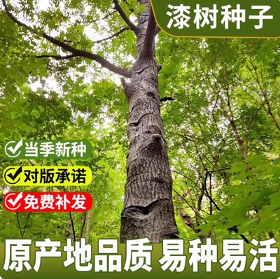 漆树种子四季种易活庭院景观油漆树种列加氏金大小野生木漆树种籽