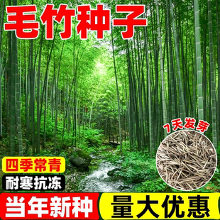 毛竹种子苗户外绿化四季常青黄金竹罗汉竹耐寒南北方大型竹子种籽