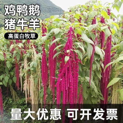 美国籽粒苋种子 优质牧草黑千穗谷 高蛋白鸡鸭鹅家禽喜食苋菜