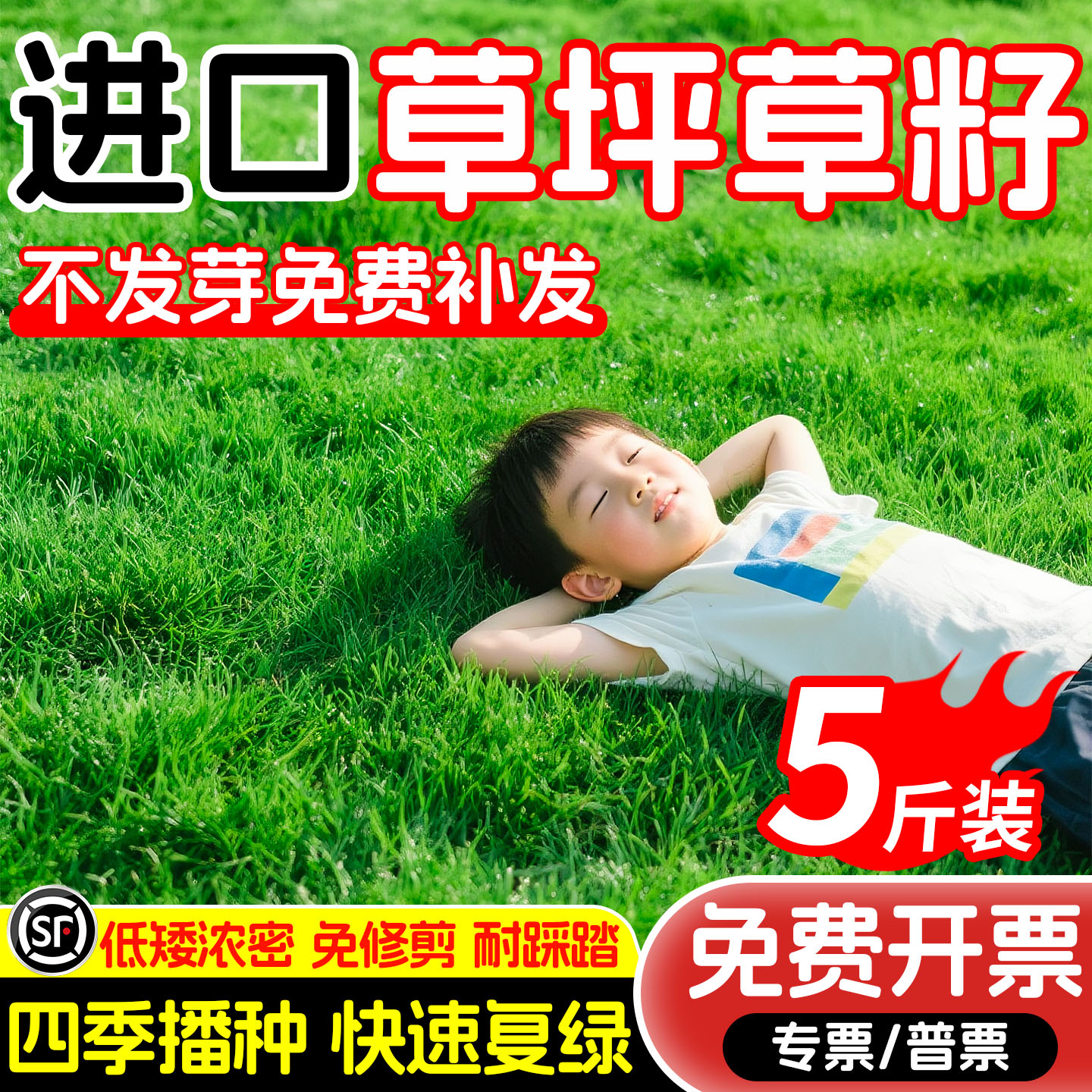 草坪草籽四季常青护坡狗牙根庭院地毯草皮绿化黑麦草百慕大草种子
