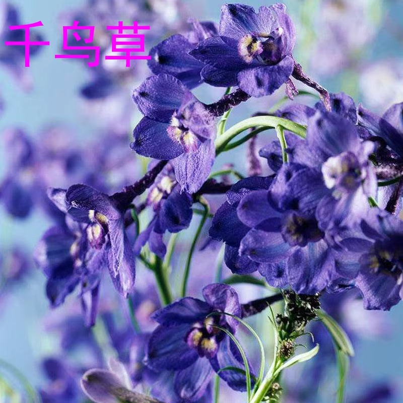 大花飞燕草种子 千鸟草种子 鸽子花多年生四季播种阳台庭院盆栽花