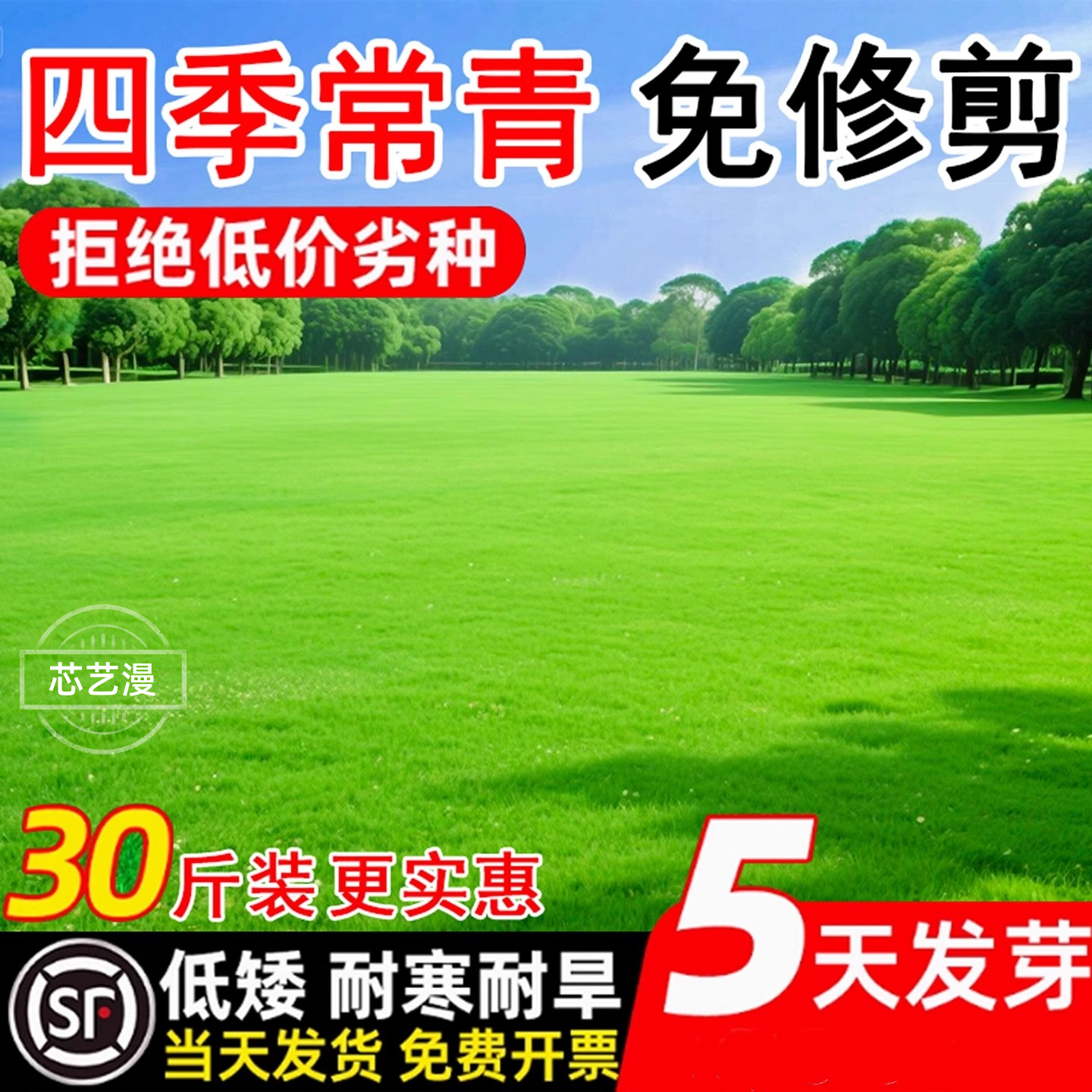 草坪草籽耐寒耐旱护坡狗牙根高羊茅黑麦草种子免修剪地毯草皮种籽