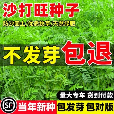 进口牧草沙打旺种子绿肥草护坡固土防沙耐寒耐旱耐盐碱多年生种籽