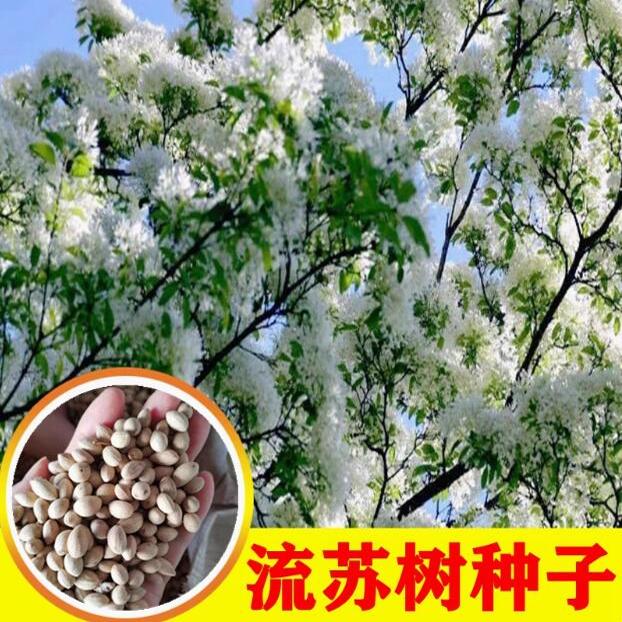 新采种子流苏树油棘可嫁接桂