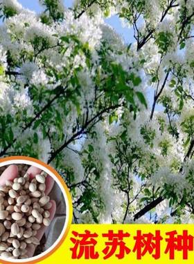 新采种子 流苏树种子 油棘种子 流苏种子 可嫁接桂花粘木种子