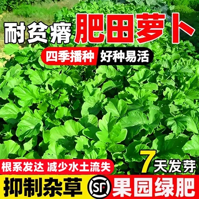 肥田萝卜种子抑制杂草改良土壤四季高产天然绿肥作物耐寒牧草籽