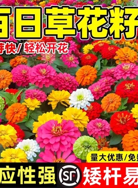 重瓣百日草花籽四季播种开花易活庭院花籽室外花种籽子阳台花种子