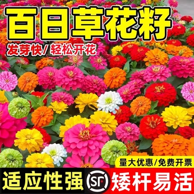 重瓣百日草花籽四季播种开