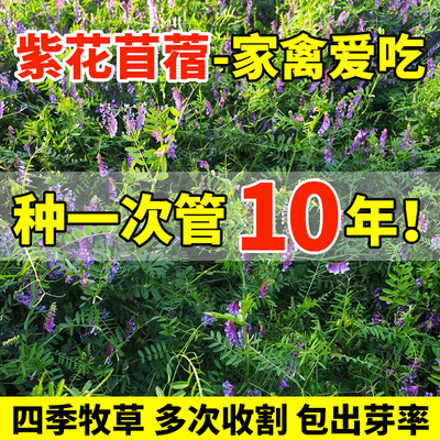 进口紫花苜蓿种子草牧南方