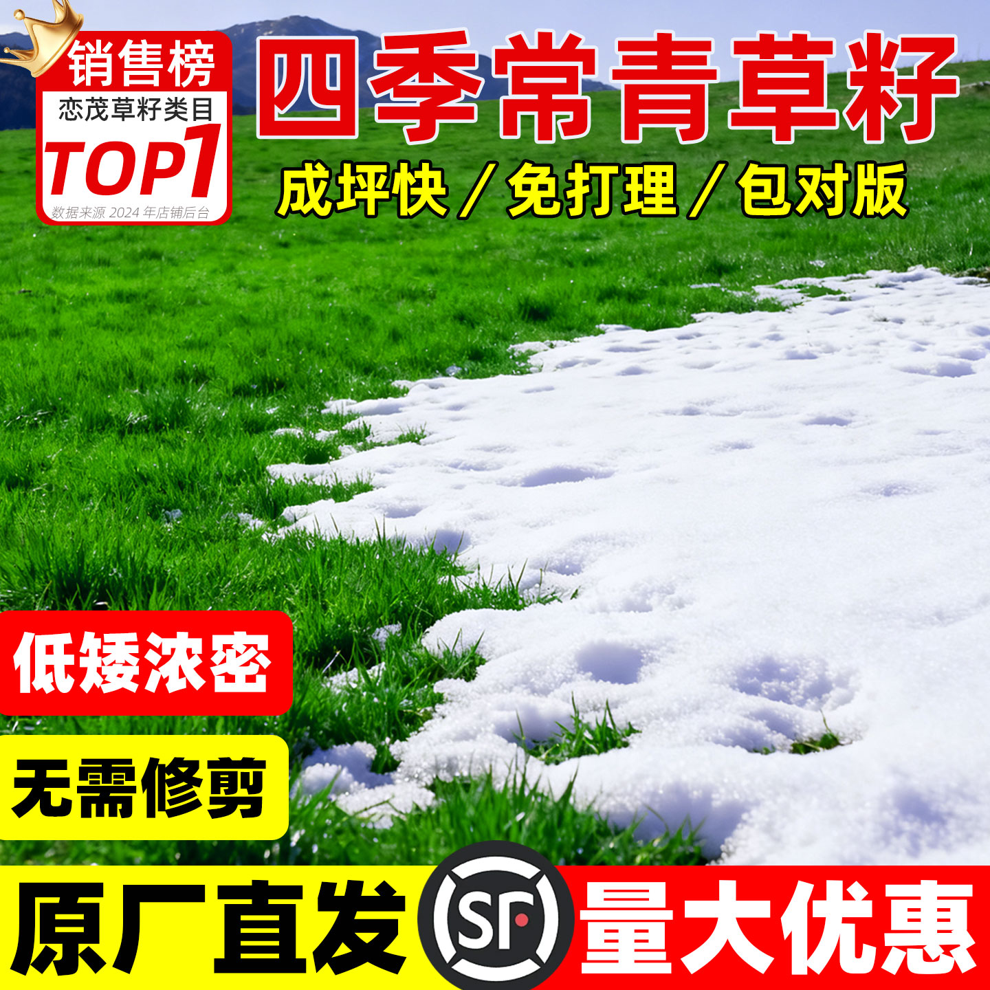 黑麦草种子四季常青多年生进口耐寒草坪草籽护坡固土工程绿化专用