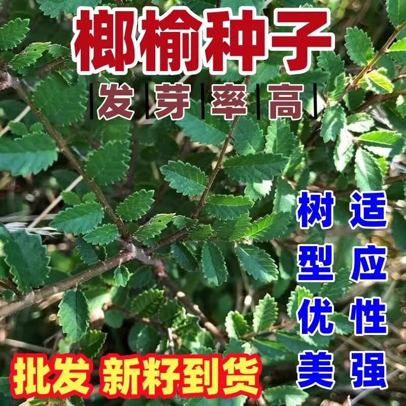 榔榆种子榔榆树种子小叶榆种子秋榆种子林木种子发芽率高粗壮好种