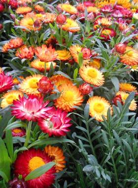 麦秆菊种子蜡菊观花庭院绿化草花种子四季播易种观赏盆栽花卉种籽