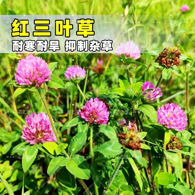 三叶草种子四季播种红白三叶草果园绿肥四叶草庭院绿化车轴草籽种