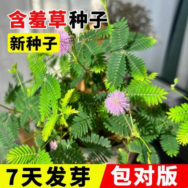 含羞草种孑害羞草种子小盆栽花种籽子四季播种室内易活花卉绿植物