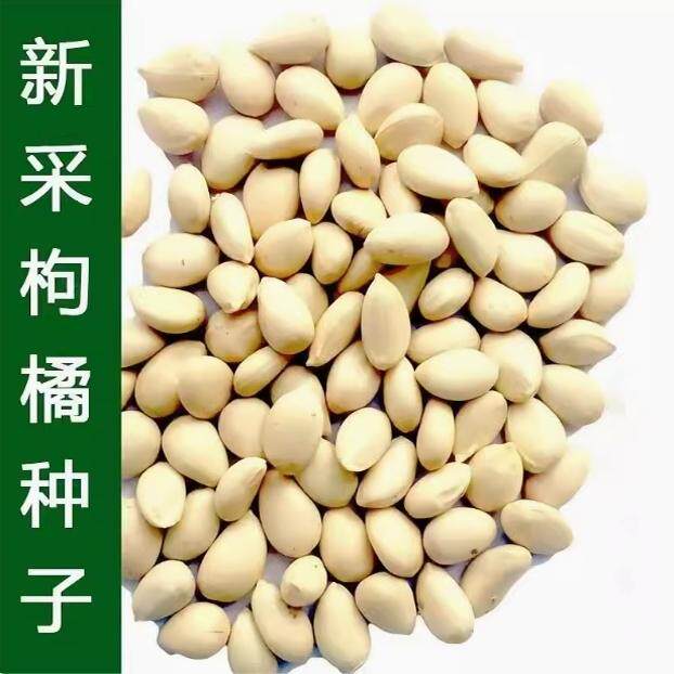 新采枸橘种子枳壳种子香橙红橘种子柑橘马甲子嫁接砧木带刺篱笆墙