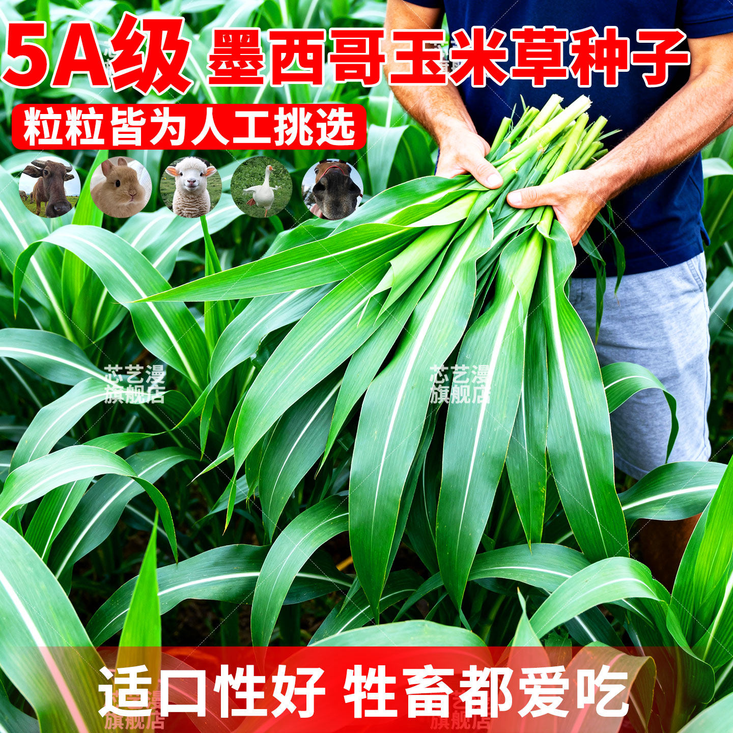 进口墨西哥玉米草种籽优12阔叶玉米草猪羊牛鱼兔养殖草籽高产牧草,鲜花速递/花卉仿真/绿植园艺,家庭园艺种子,淘宝优惠券,粉丝福利购,淘宝优惠卷