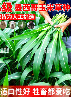 进口墨西哥玉米草种籽优12阔叶玉米草猪羊牛鱼兔养殖草籽高产牧草