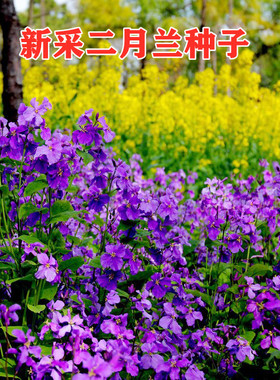 二月兰花种子四季易活二月兰花籽多年生宿根诸葛菜秋播耐阴耐寒