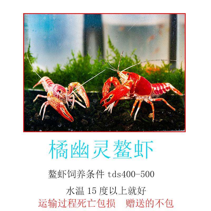 观赏虾淡水冷水耐活鳌虾天空蓝魔鳌虾火山破坏者三小强橘幽灵鳌虾