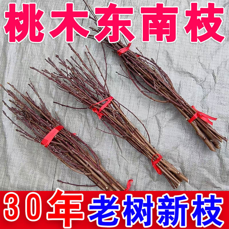 新鲜桃树枝老桃木婴儿童宝宝桃木枝条护身原木挂摆件惊吓啼哭床头