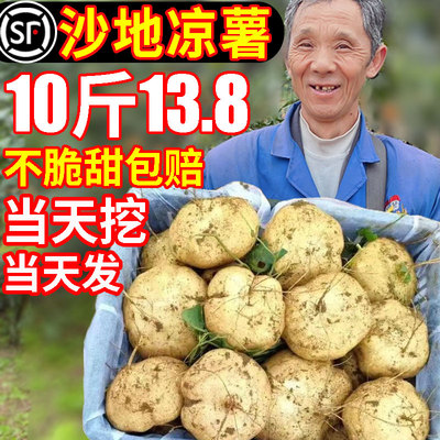 [顺丰包邮]脆甜沙地凉薯10斤13.8