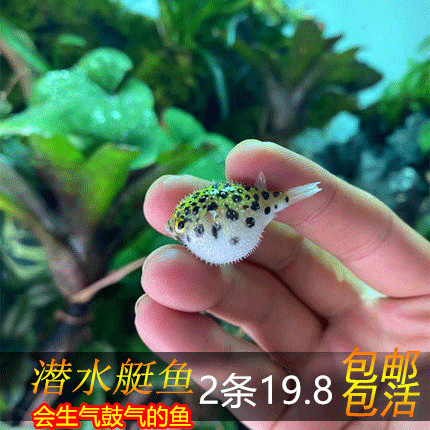 河豚鱼吃螺观赏鱼潜水艇活体巧克力娃娃会生气的鱼气泡鱼弓班狗头
