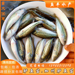 优质鲈鱼苗十公分加州鲈鱼苗路亚苗大口黑鲈鱼苗冷水淡水养殖鱼苗