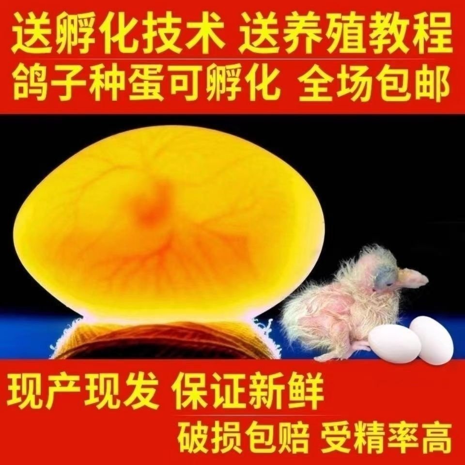 大体元宝鸽子种蛋可以孵化的受精蛋一对包邮元宝圆环摩登观赏鸽,宠物/宠物食品及用品,鸟,淘宝优惠券,粉丝福利购,淘宝优惠卷