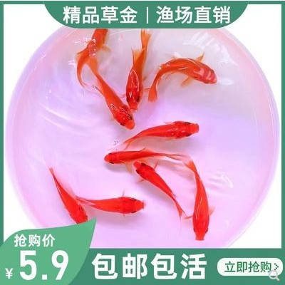 金鱼活体草金鱼小金鱼苗红草金冷水鱼好养耐活观赏鱼红鲫鱼锦鲤鱼