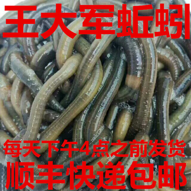 活体青蚯蚓鲜活黑蚯蚓钓黄鳝蚯蚓特大臭蚯蚓地龙松土蚯蚓钓鱼活饵图片