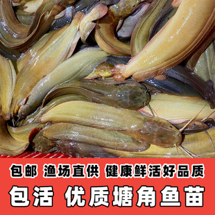塘角鱼苗胡子鲶鱼活体塘鲺鱼苗活体滑鱼淡水养殖长得快本地塘鲺鱼