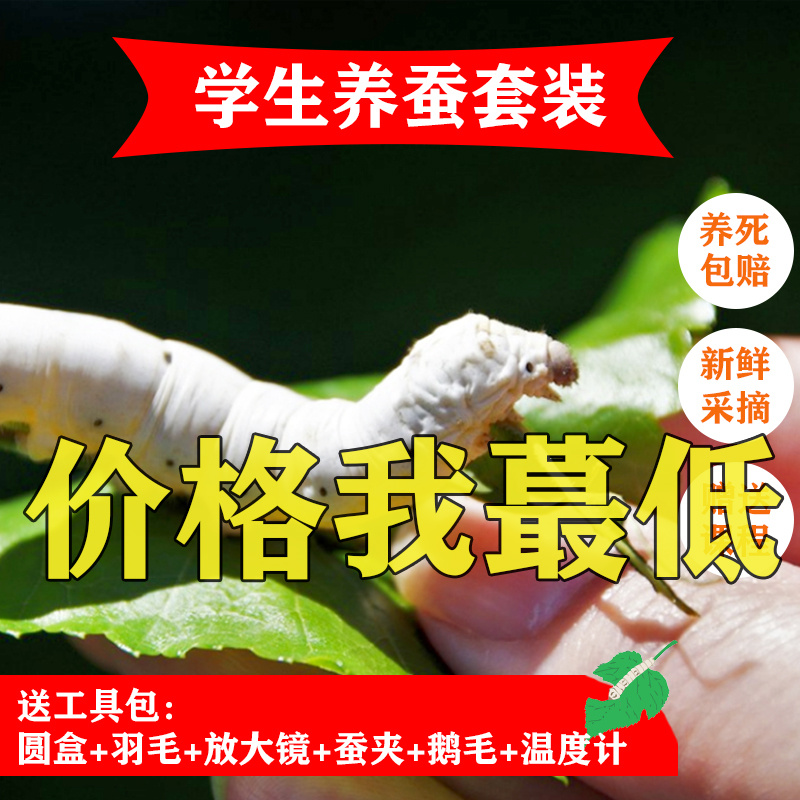 蚕宝宝卵活物学生养蚕套装七彩蚕宠物幼虫大小蚕卵1234龄新鲜桑叶