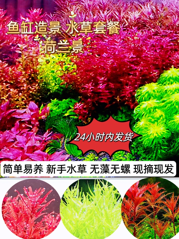 鱼缸水草套餐水下叶造景植物荷兰景阴性活体新手懒人开缸淡水包邮
