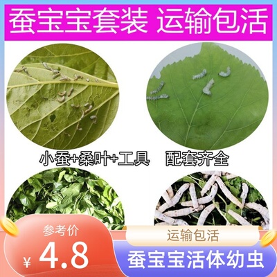 蚕宝宝活体春蚕卵幼虫活物儿童学生养蚕套装小蚕1234龄送新鲜桑叶