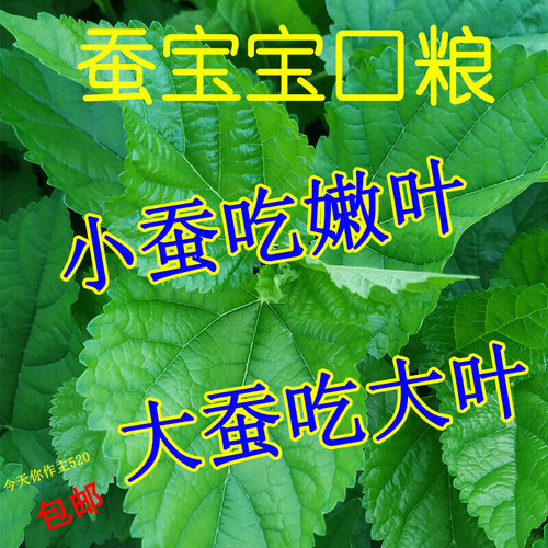 现摘新鲜桑叶 500克 1斤 200克 蚕宝宝食物 口粮 大小蚁蚕食物