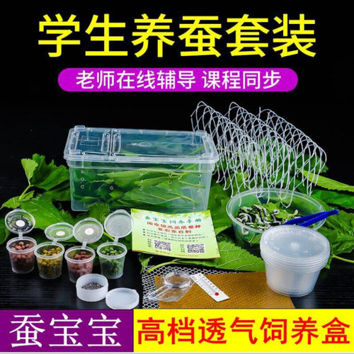 蚕宝宝活物学生养蚕套装蚕卵蚕种幼蚕春蚕儿童1龄2龄小蚕送桑叶