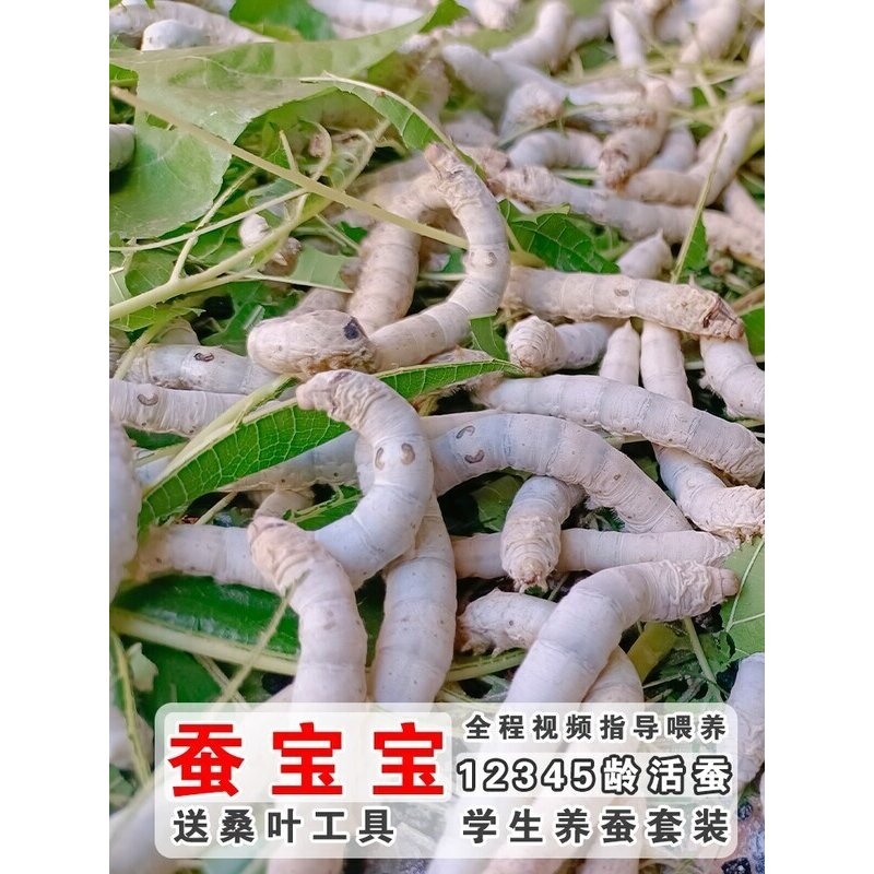 蚕宝宝学生养蚕套装活体1龄234龄大蚕七彩金丝蚕卵蚕籽活物桑叶批
