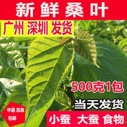 新鲜桑叶学生蚕宝宝套装饲料春蚕卵小蚕虫嫩桑叶现摘桑叶新鲜包邮