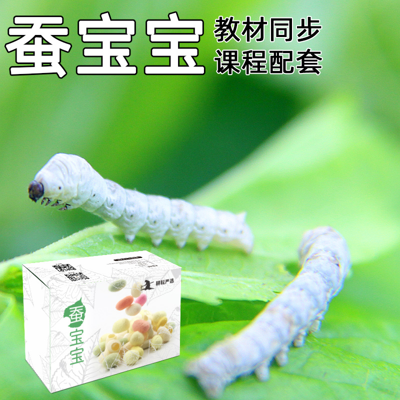 学生蚕宝宝套装活体蚕卵科学实验彩色金丝茧白色春桑叶新鲜工具