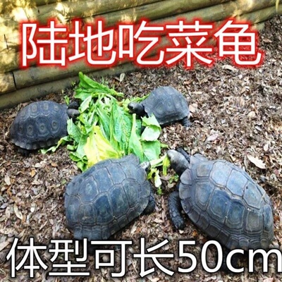 亚巨乌龟陆地巨型吃菜龟活体宠物小乌龟特大下蛋龟生蛋龟乌龟蛋