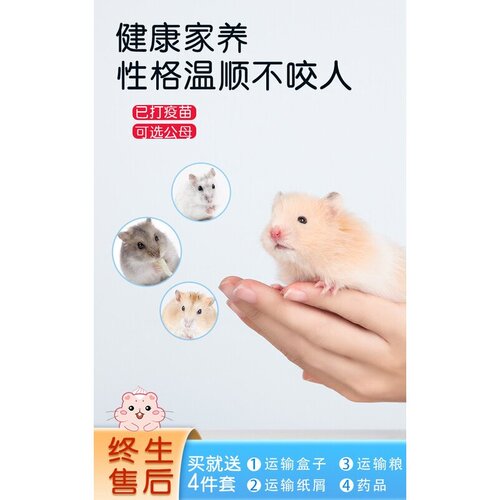 小仓鼠活物金丝熊活体宠物家养三线银狐布丁用品笼子已打疫苗包活